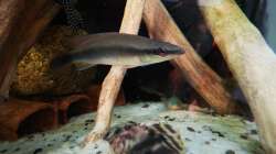 Besatz im Aquarium Namenlos