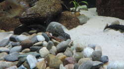 Besatz im Aquarium Namenlos