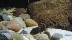 Besatz im Aquarium Namenlos