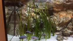 Vallisneria gigantea
