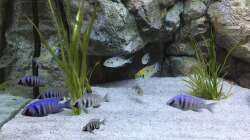 Placidochromis phenochilus bekommen grad Farbe :) + Tramitichromis Intermidius Senga