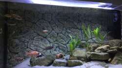 Besatz im Aquarium Malawi