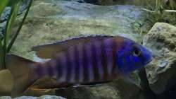 Besatz im Aquarium Malawi