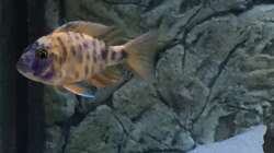 Besatz im Aquarium Malawi