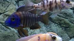 Besatz im Aquarium Malawi