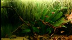 Aquarium Südamerikanisches Flussufer