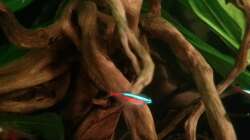 Paracheirodon axelrodi