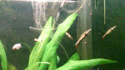 Nannostomus eques mit Nachtfärbung