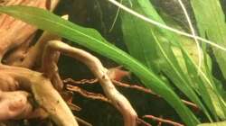 Aquarium Südamerikanisches Flussufer