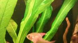 Hyphessobrycon rosaceus