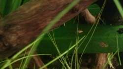 Junger Panda-Panzerwels