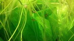 Junger Roter von Rio