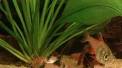 Corydoras panda und Hyphessobrycon flammeus