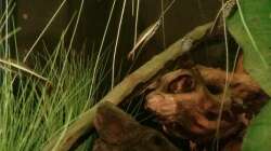 Aquarium Südamerikanisches Flussufer