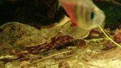 Hyphessobrycon flammeus