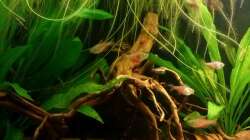 Aquarium Südamerikanisches Flussufer