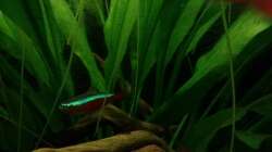 Paracheirodon axelrodi