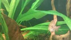 Hyphessobrycon rosaceus