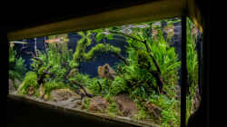 Aquarium Green Forest