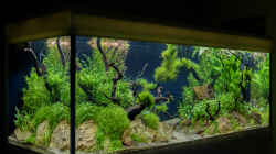 Aquarium Green Forest