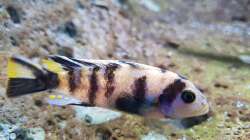 metriaclima estherae OB Nachwuchs