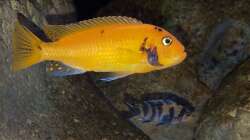 metriaclima estherae Ob Weibchen mit Jungtier