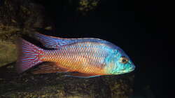 Protomelas red empress namalenje