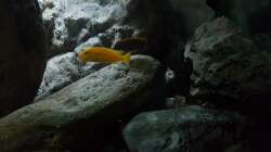 Dekoration im Aquarium 540 l Malawi Rock