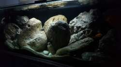 Dekoration im Aquarium 540 l Malawi Rock