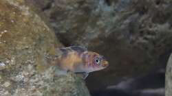 metriaclima estherae Ob Baby  ca 2 cm 