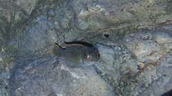 Labeotropheus trewavasae OB weibchen 4