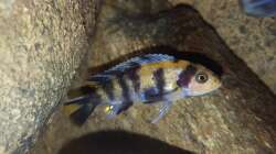 Metriaclima estherae ob  Nachwuchs 2 ca. 3 cm