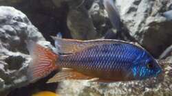 Protomelas red empress namalenje