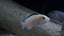 Labidochromis caeruleus white  Nachwuchs 