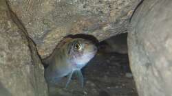 Labeotropheus trewavasae OB weibchen  3