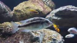 Protomelas red empress namalenje Weibchen