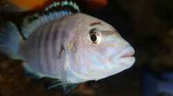 labidochromis caeruleus white 