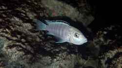 labidochromis caeruleus white nkhata bay Weibchen (Maul voll)