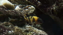 Besatz im Aquarium 540 l Malawi Rock