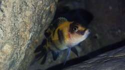 Metriaclima estherae ob  Nachwuchs 4 cm 