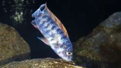 Labeotropheus trewavasae OB Bock 