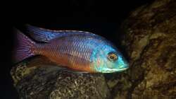 Protomelas red empress namalenje 