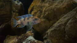 Metriaclima estherae ob 