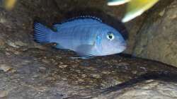 chindongo socolofi mara point