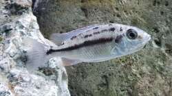 Red Empress Mädl mit Babys im Maul