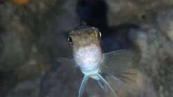 Labeotropheus trewavasae Weibchen 