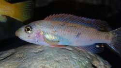 Labeotropheus trewavasae OB weibchen 1