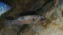 Labeotropheus trewavasae Weibchen