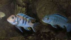 estherae Bock und socolofi 