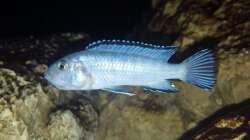 Besatz im Aquarium 540 l Malawi Rock